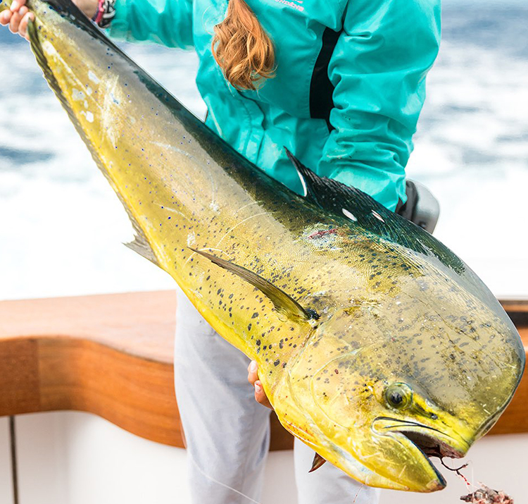 couple on the reef with fish around