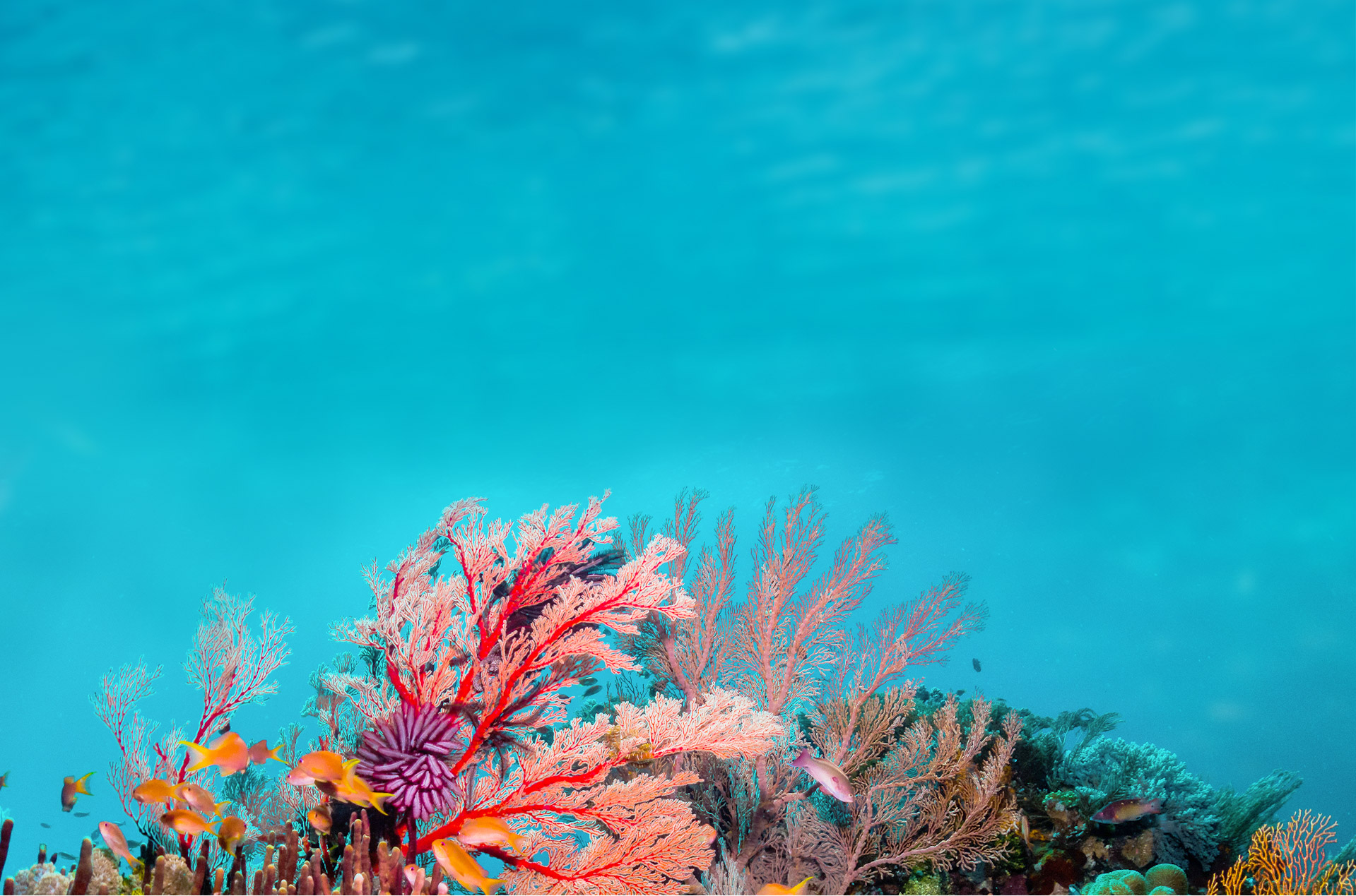 coral picture