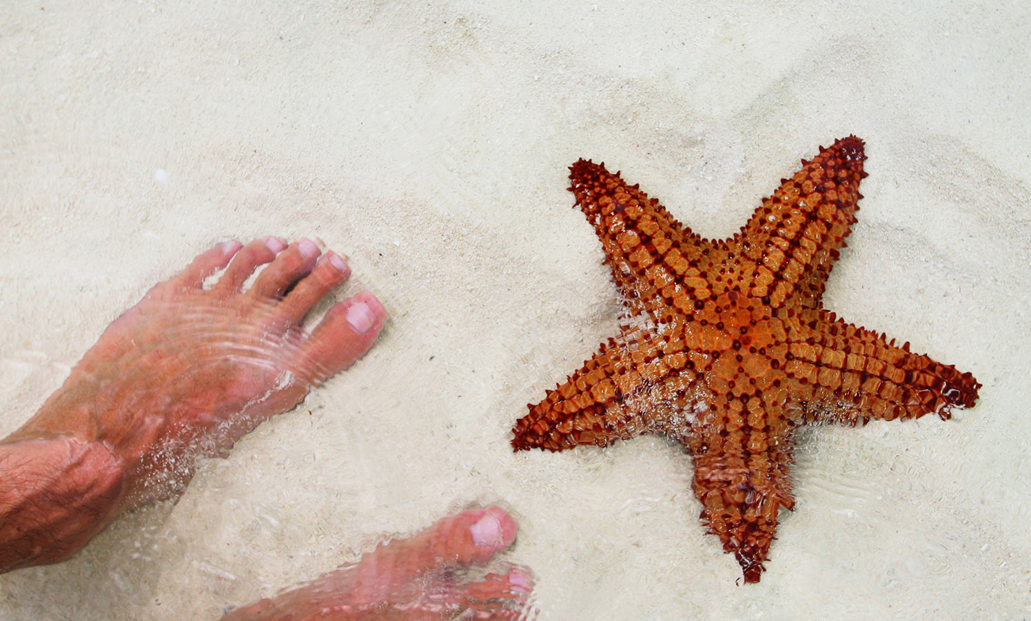 Person standing next to a star fish