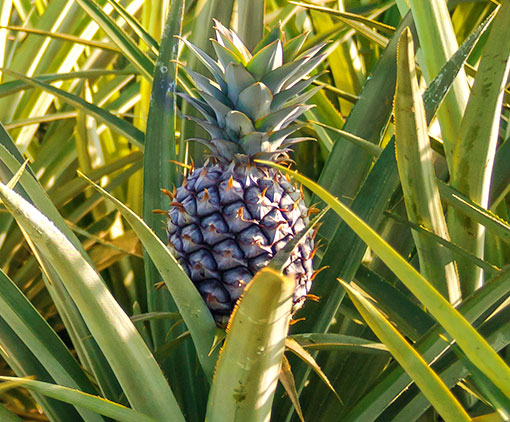 Pineapple fruit
