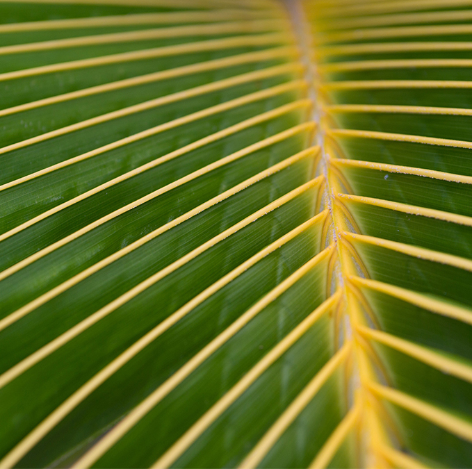 palm leaf detail